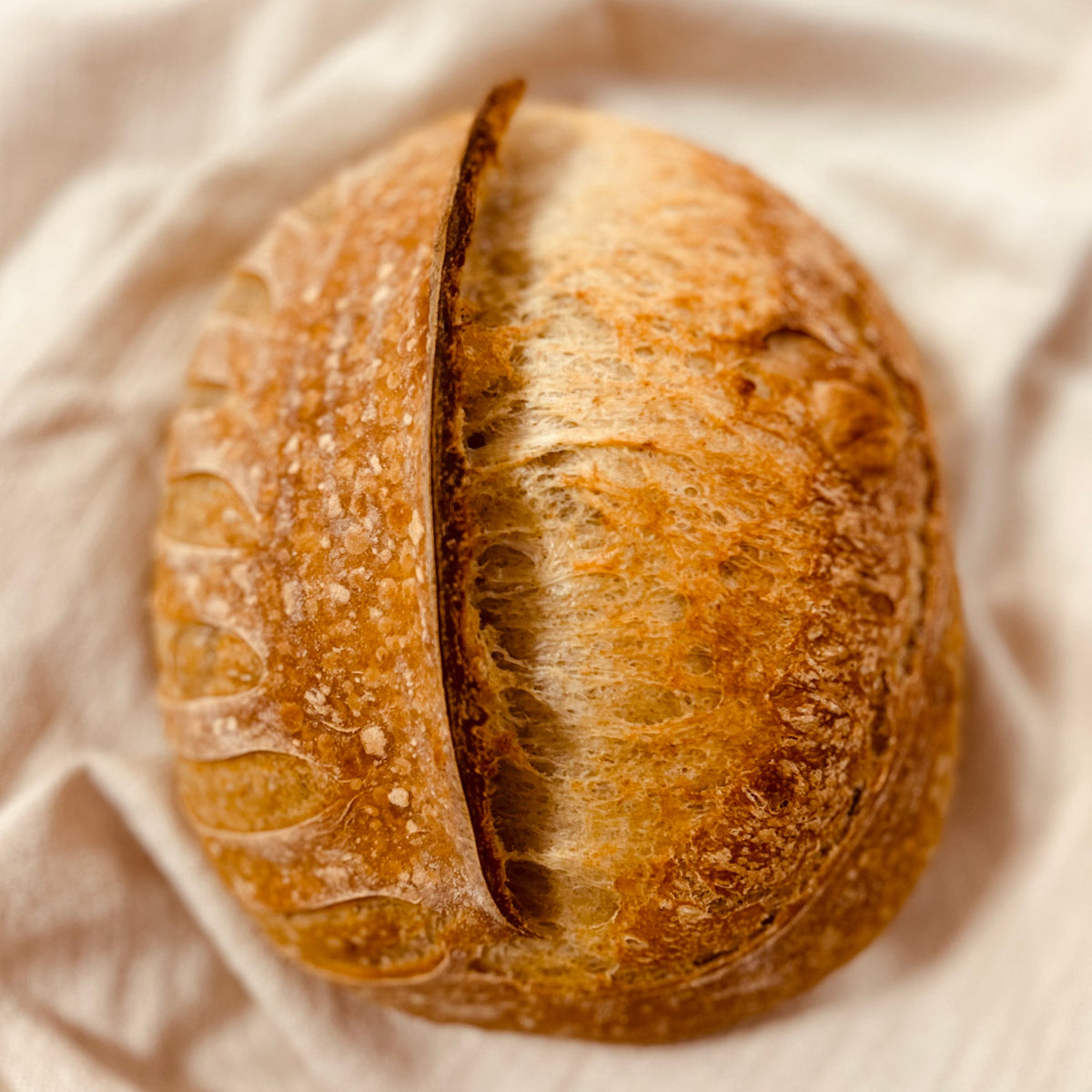 Top view of a round organic country sourdough loaf with decorative scoring